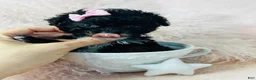 Toy Poodle dogs for sale: Toy Poodle 1 - Ad 1