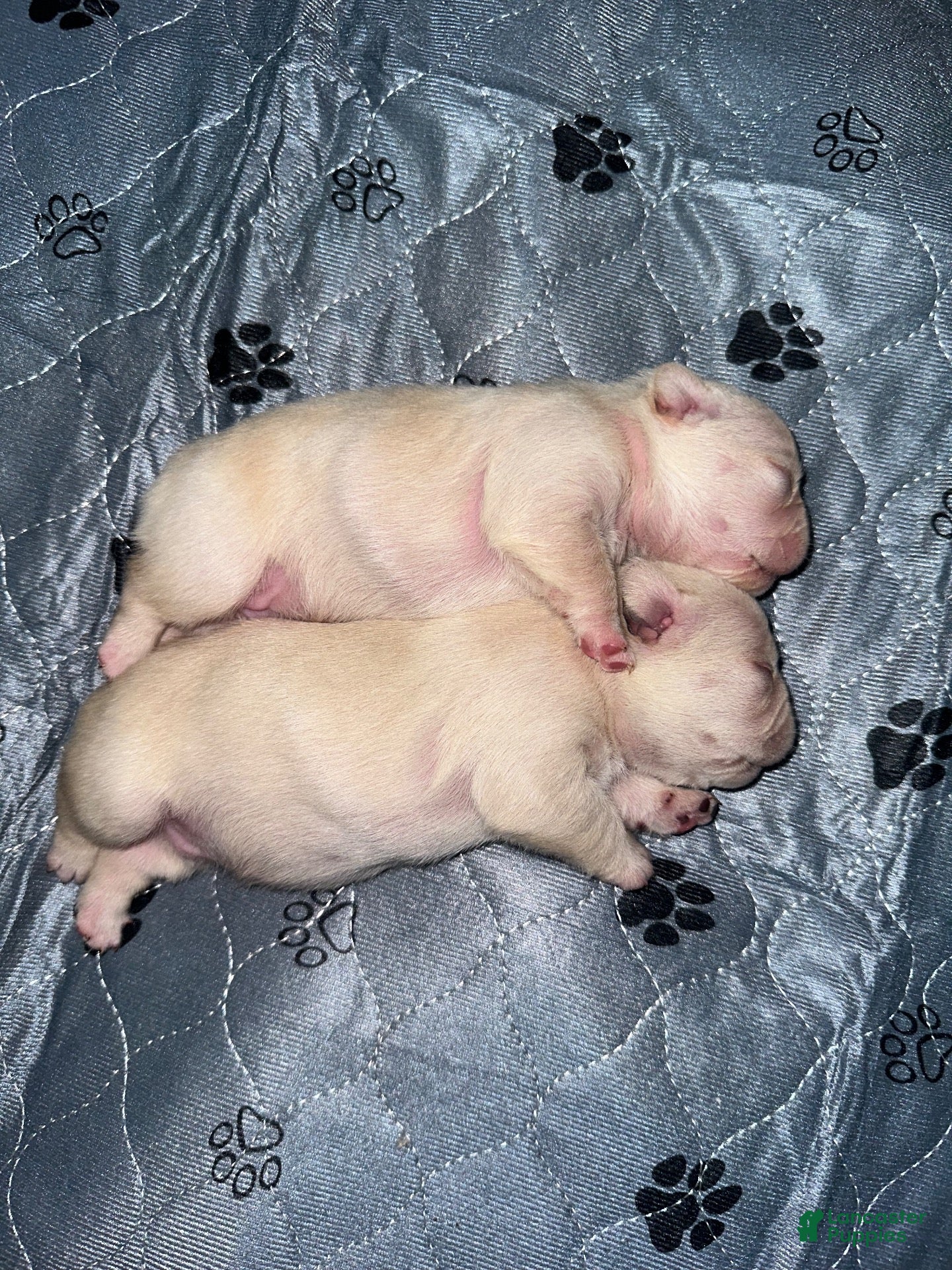 French Bulldog dogs Ghost - Ad 2
