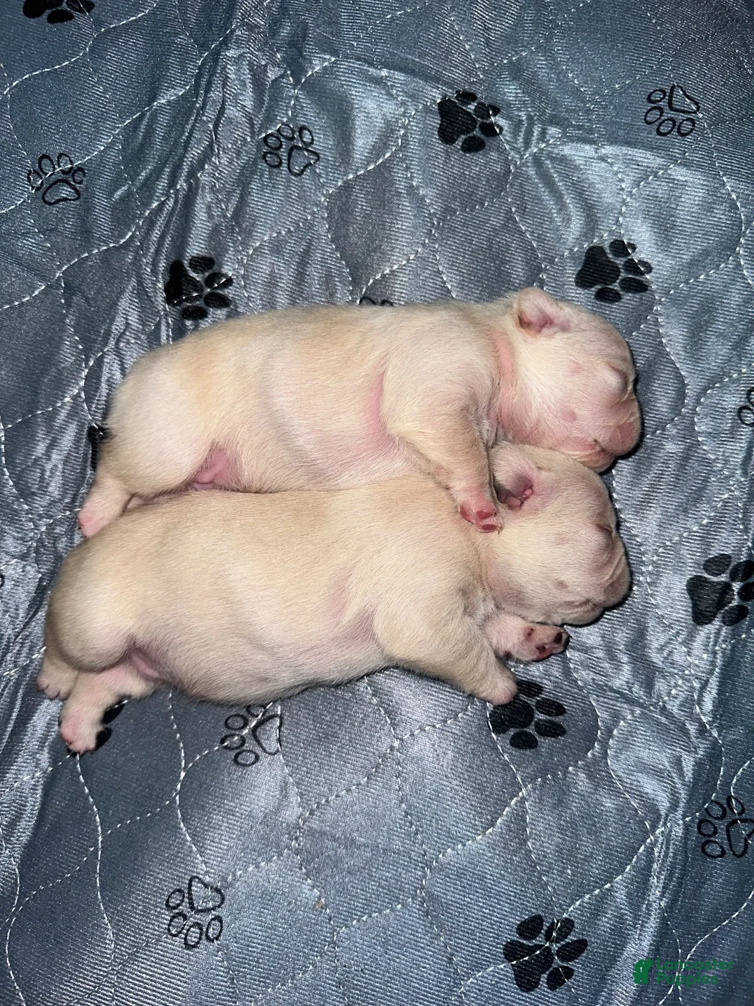 French Bulldog dogs for sale: Ghost - Ad 2