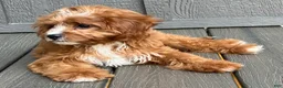 Cavapoo dogs for sale: Lulu - Ad 7