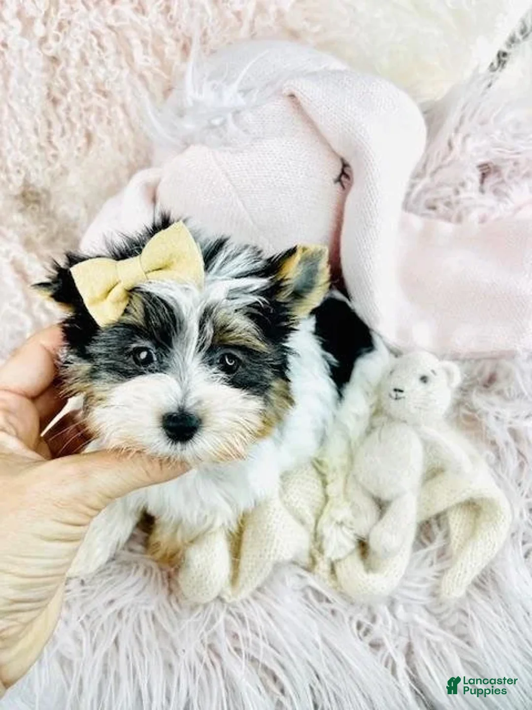 Yorkshire Terrier dogs for sale: Meet Jor!      - Ad 3