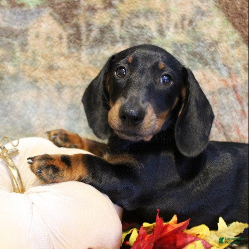 Miniature Dachshund dogs Otto - Ad 2