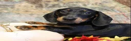 Miniature Dachshund dogs for sale: Otto - Ad 2