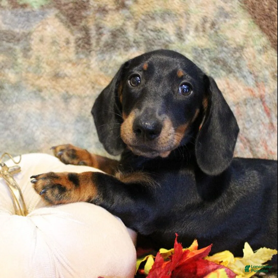 Miniature Dachshund dogs for sale: Otto - Ad 2