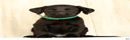 Labrador Retriever dogs for sale: Bruce - Ad 6