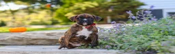 Boxer dogs for sale: Theo - Ad 4