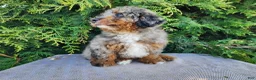 Mini Bernedoodle dogs for sale: Lettie - Ad 15