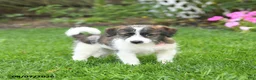 Mixed Breed dogs for sale: Freddie - Ad 3