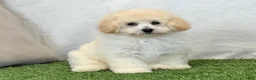 Bichpoo dogs for sale: Kylie  - Ad 10