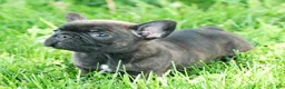 French Bulldog dogs for sale: Hitch - Ad 1