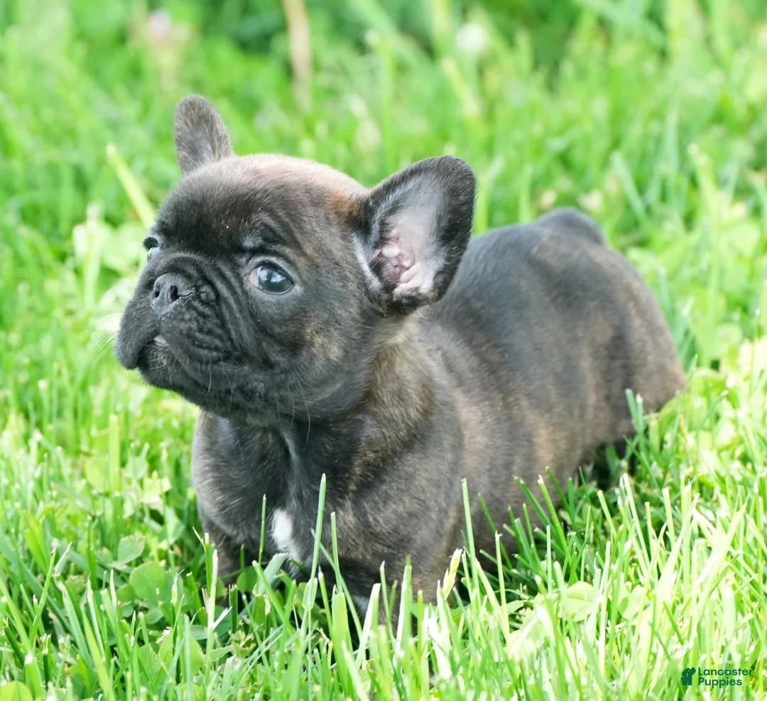 French Bulldog dogs for sale: Hitch - Ad 1