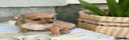 Chihuahua dogs for sale: Ristle - Ad 5
