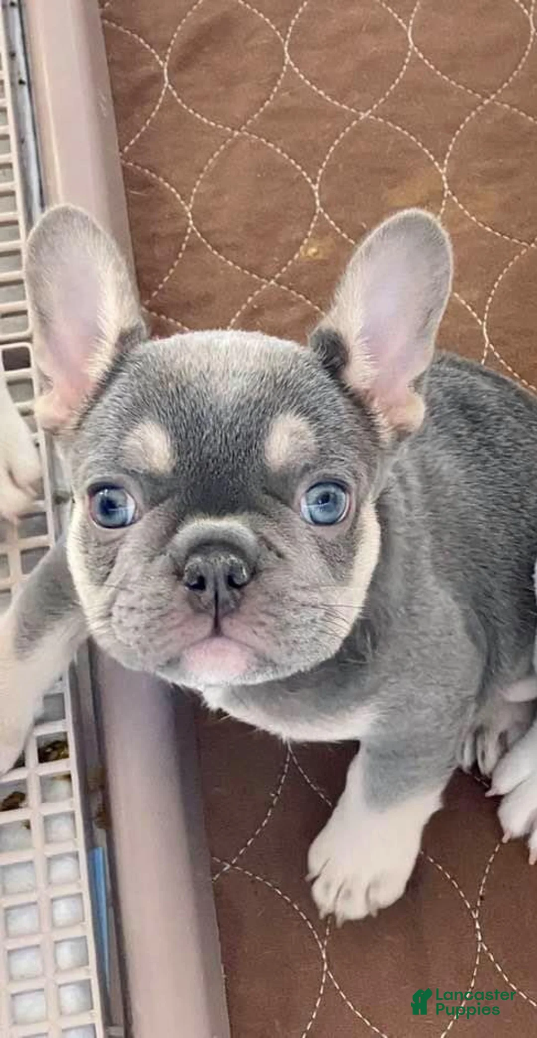 French Bulldog dogs for sale: Pepper Our Lilac Tan Frenchie Boy  - Ad 3