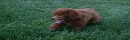 Miniature Poodle dogs for sale: Denver  💕🐶 - Ad 15