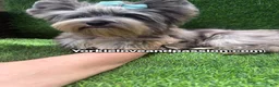 Yorkshire Terrier dogs for sale: Merle male one blue eye  - Ad 4