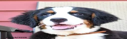 Bernese Mountain Dog dogs for sale: Jet - Ad 5