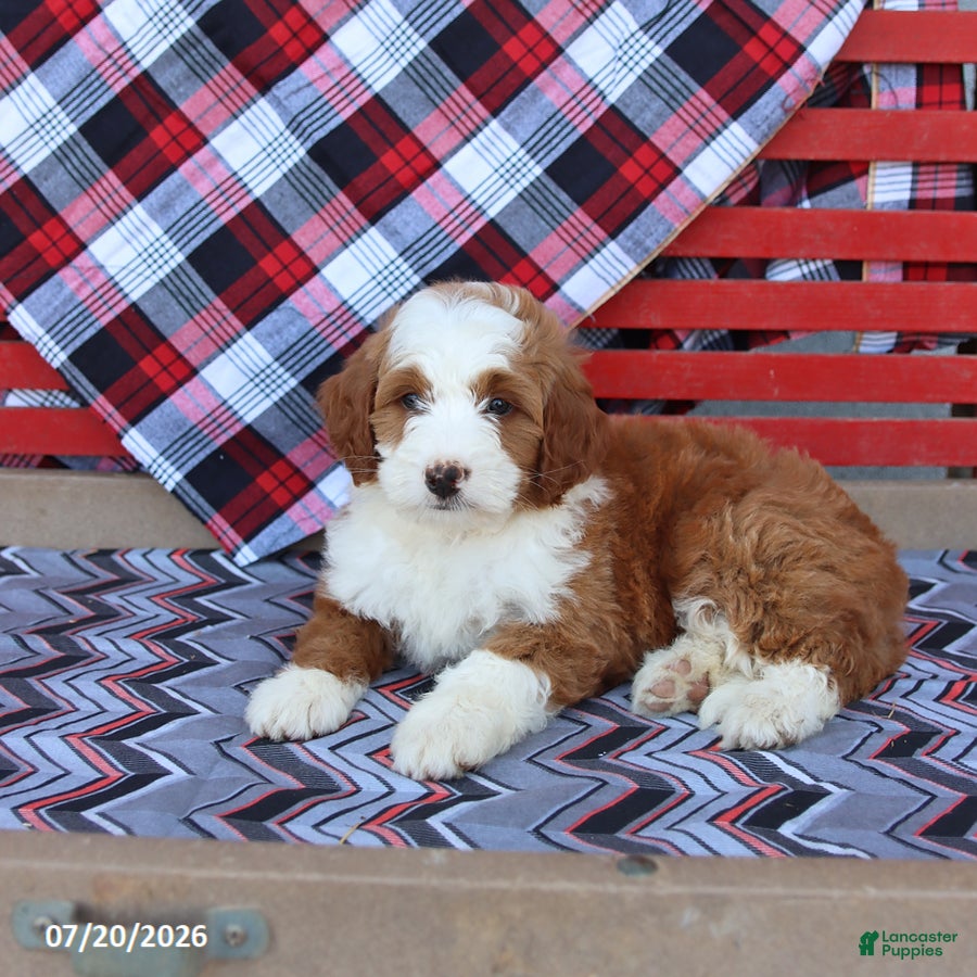 Mini Bernedoodle dogs Gretchen - Ad 2
