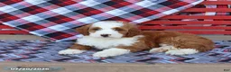 Mini Bernedoodle dogs for sale: Gretchen - Ad 2