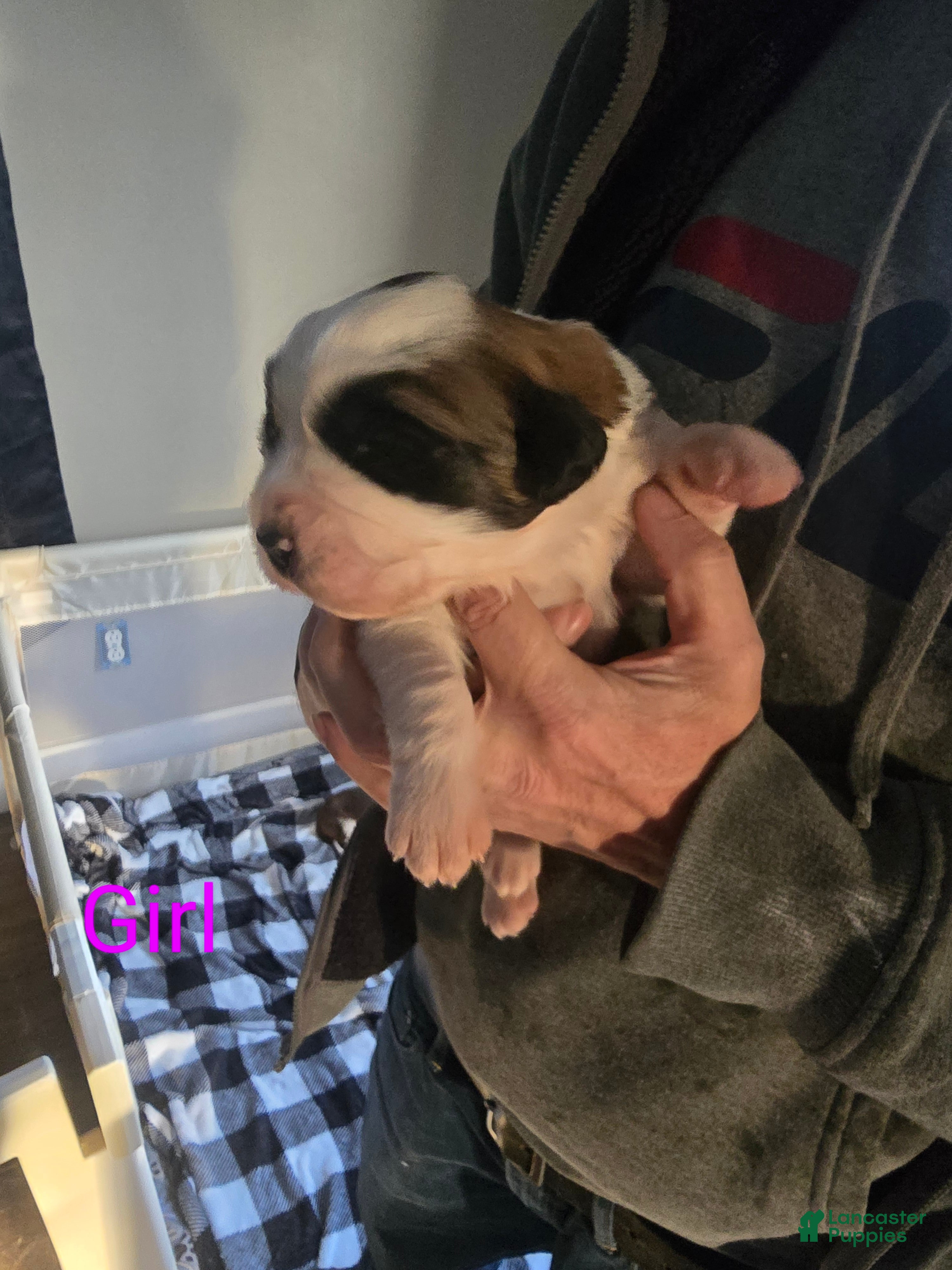 Saint Bernard dogs Saint Bernard Puppy 7 - Ad 15