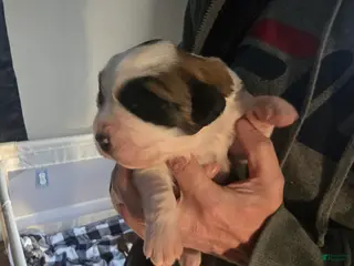 Saint Bernard dogs Saint Bernard Puppy 7 - Ad 15