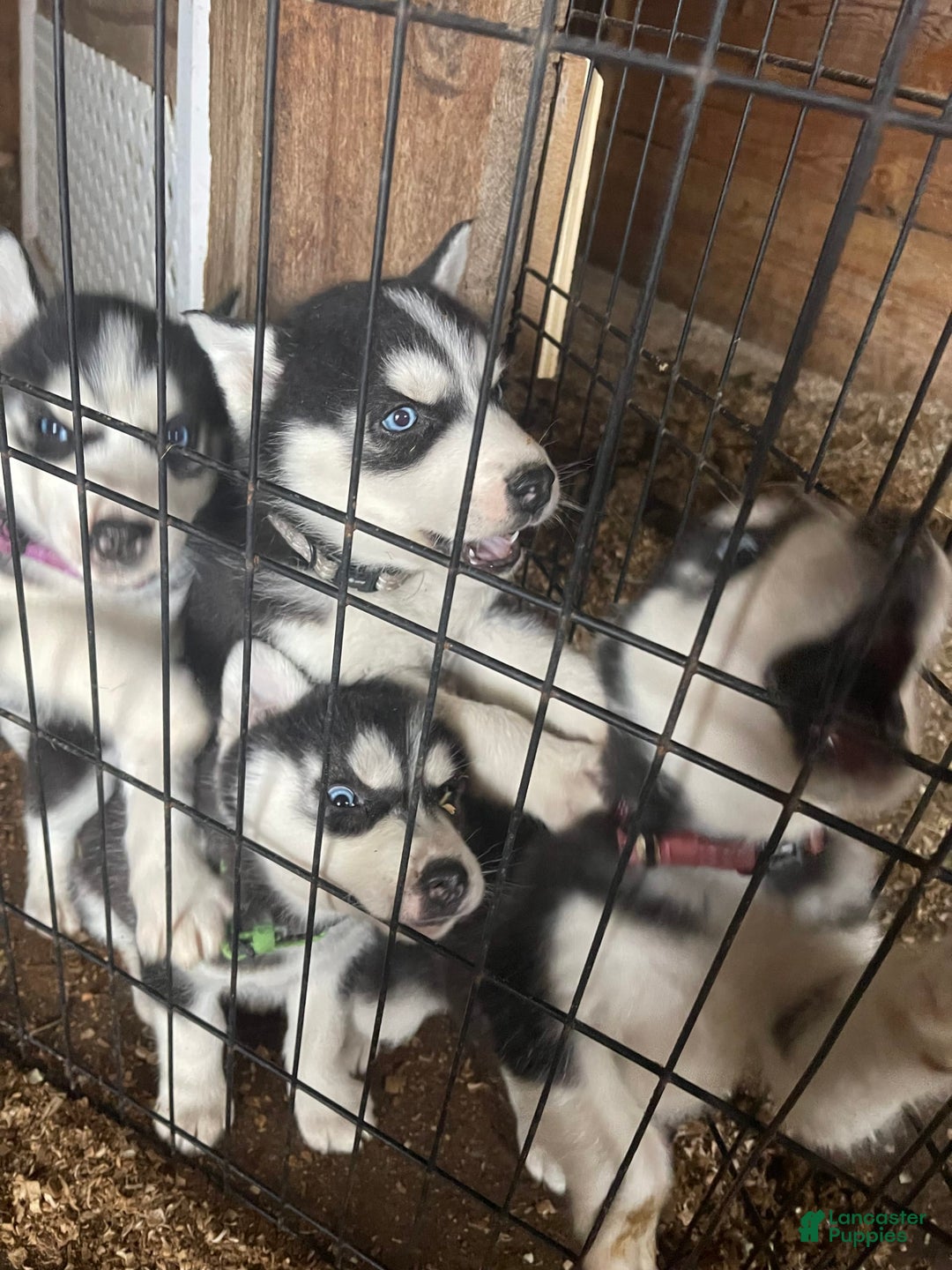 Gallery Image {{count}}