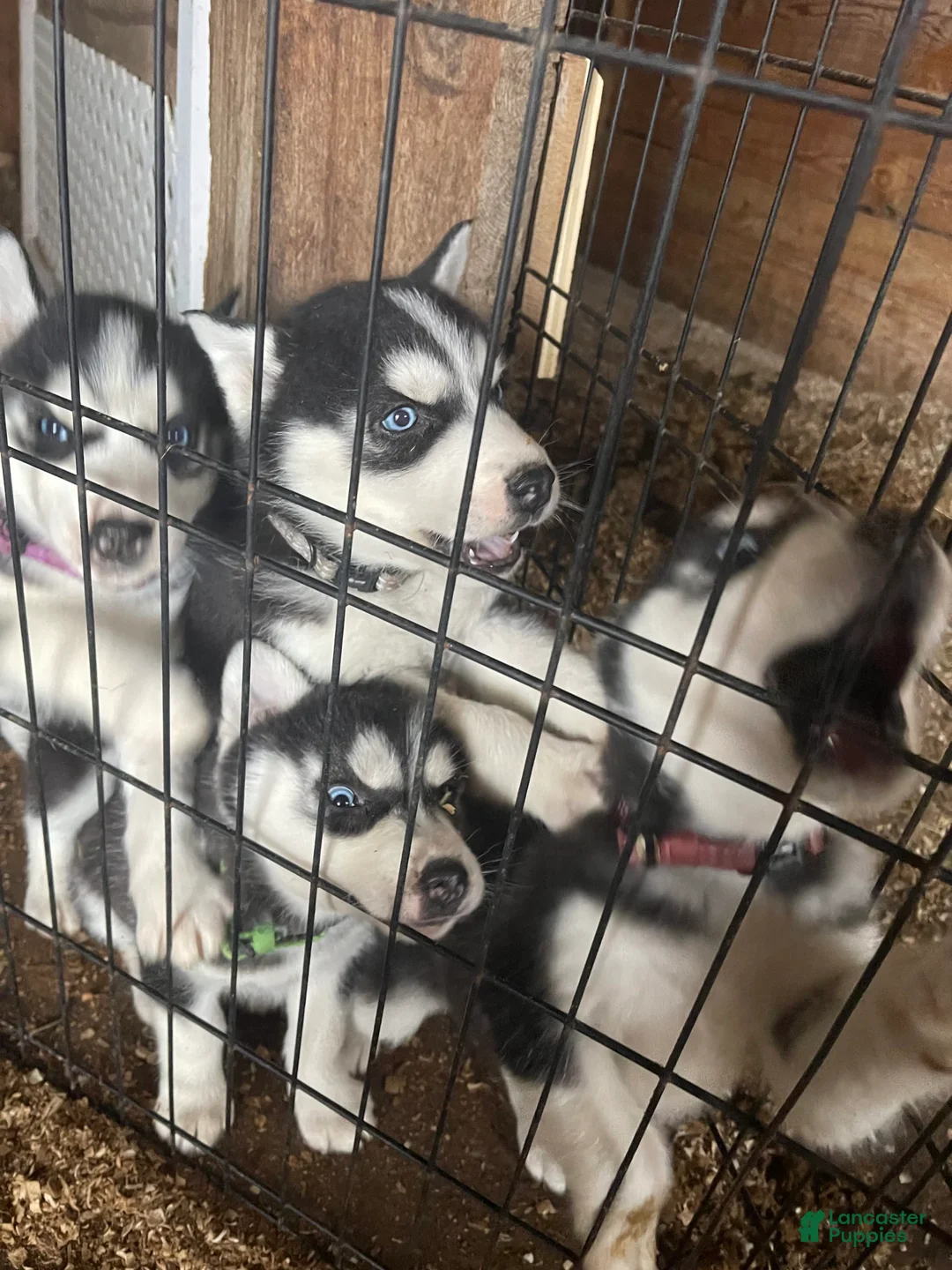 Gallery Image {{count}}