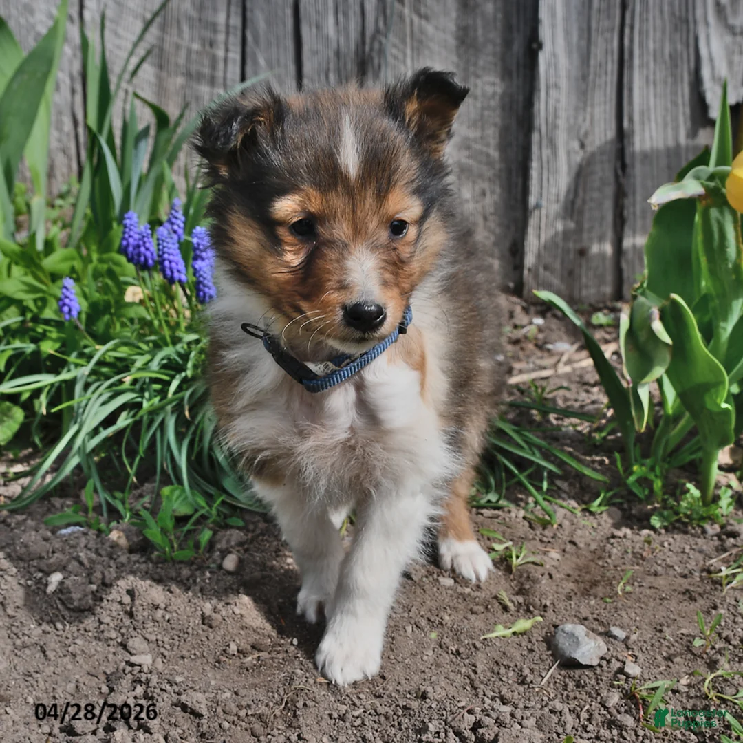 Shetland Sheepdog dogs for sale: Tyler - Ad 2
