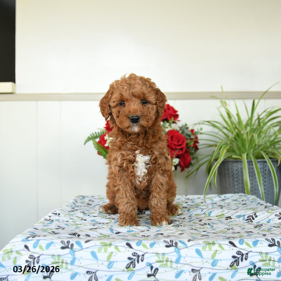Mini Goldendoodle dogs Wendy - Ad 1