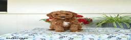 Mini Goldendoodle dogs for sale: Wendy - Ad 1