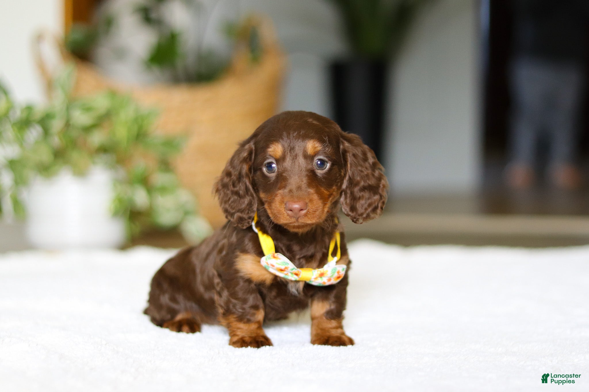 Miniature Dachshund dogs Cooper - Ad 1