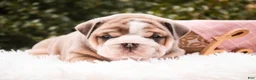 English Bulldog dogs for sale: Annaliese - Ad 4