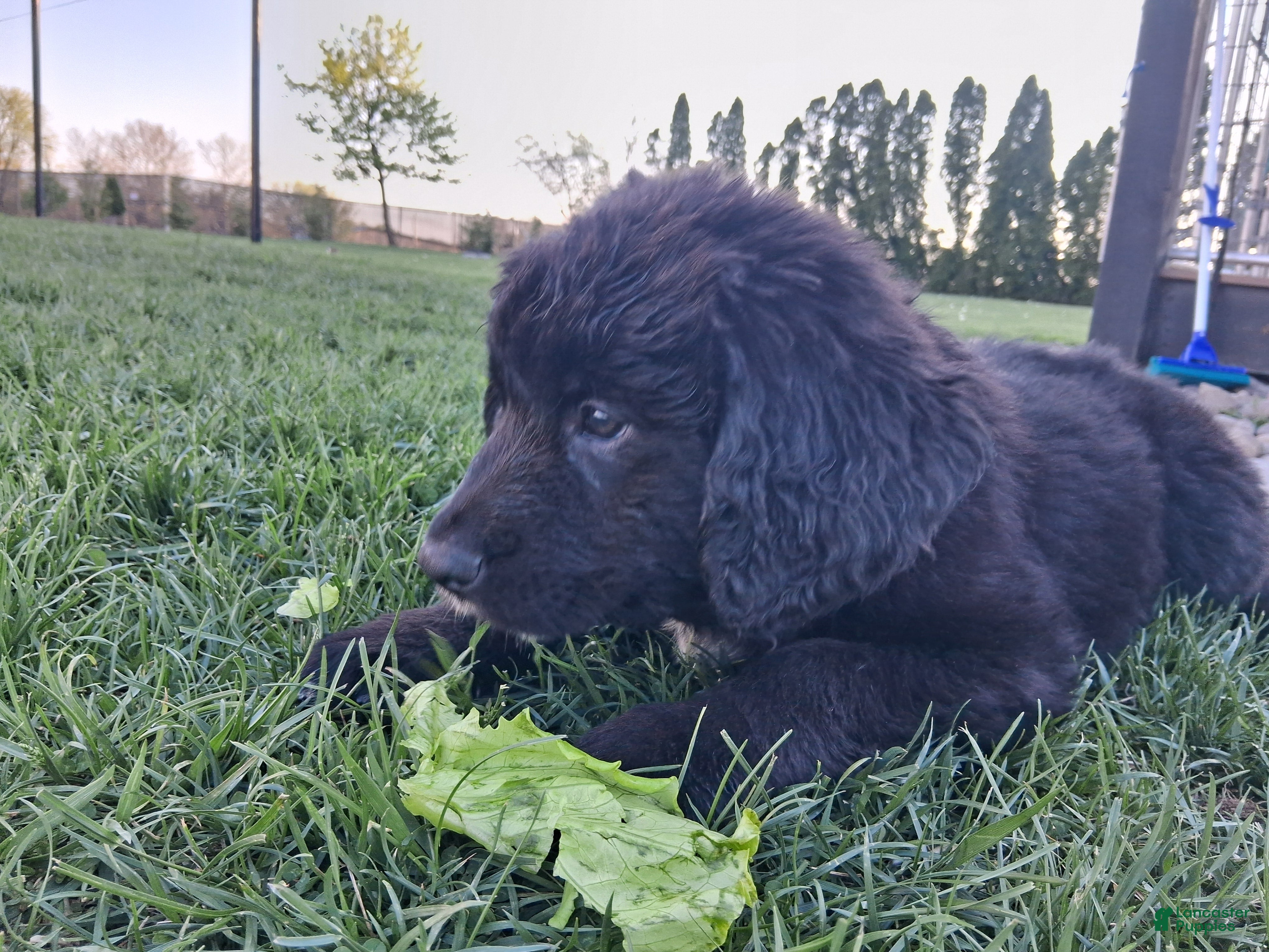 Mixed Breed dogs Rubble - Ad 2