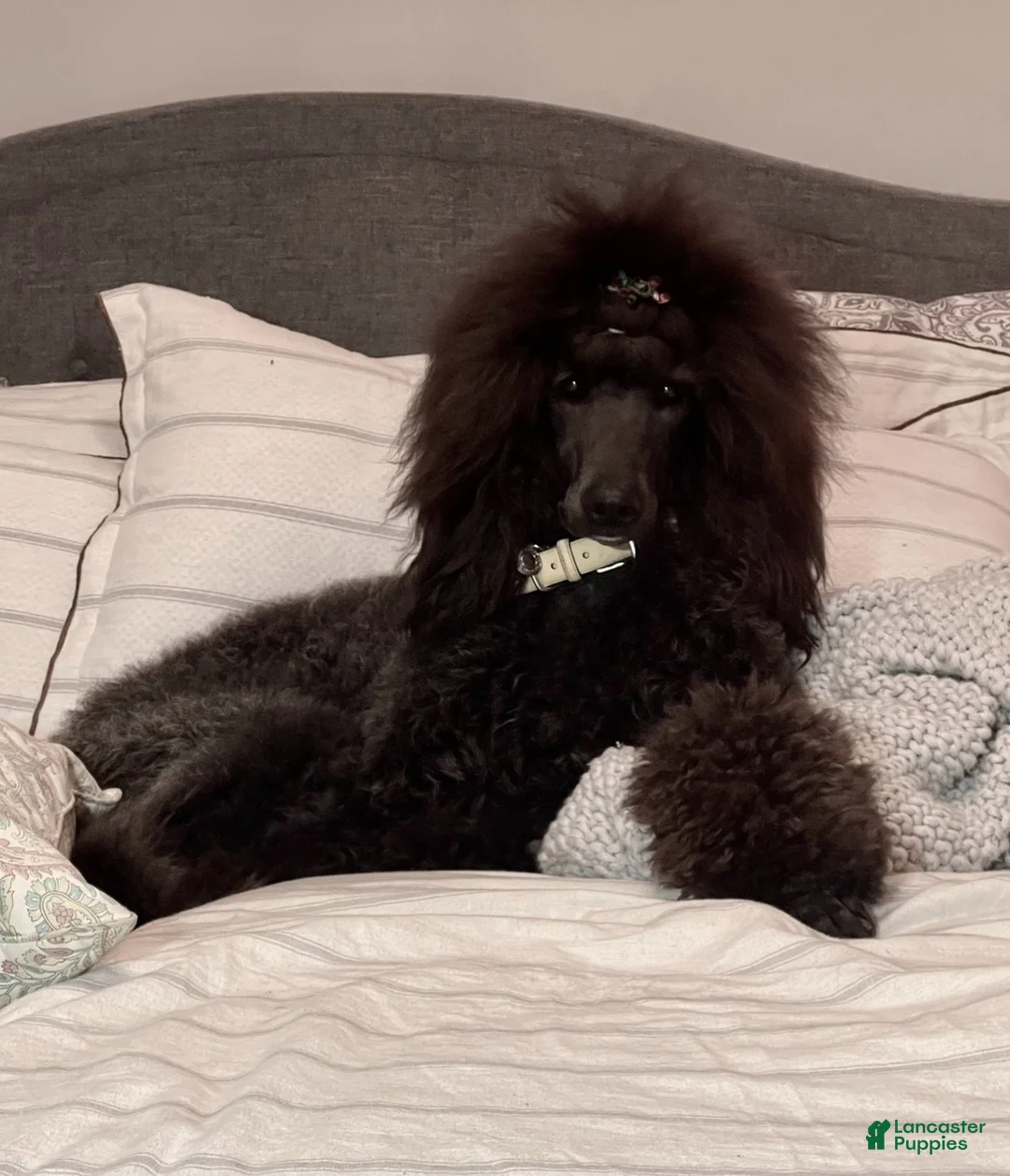 Standard Poodle dogs for sale: Hermes - Ad 2