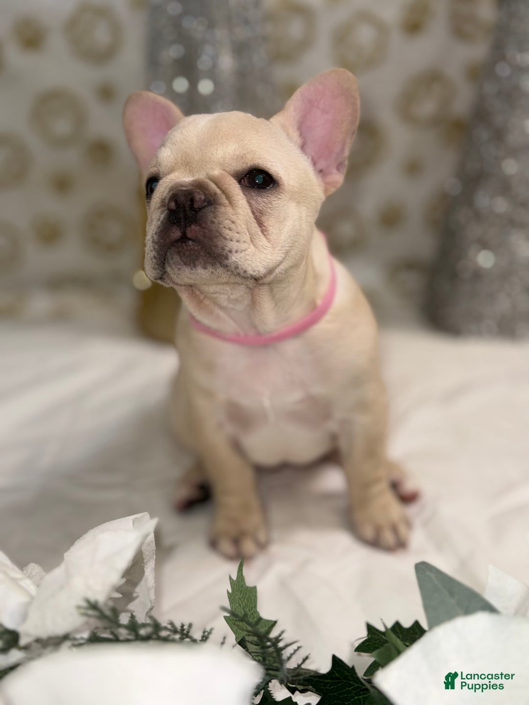 French Bulldog dogs for sale: Star Fire - Ad 1
