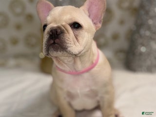 French Bulldog dogs Star Fire - Ad 7