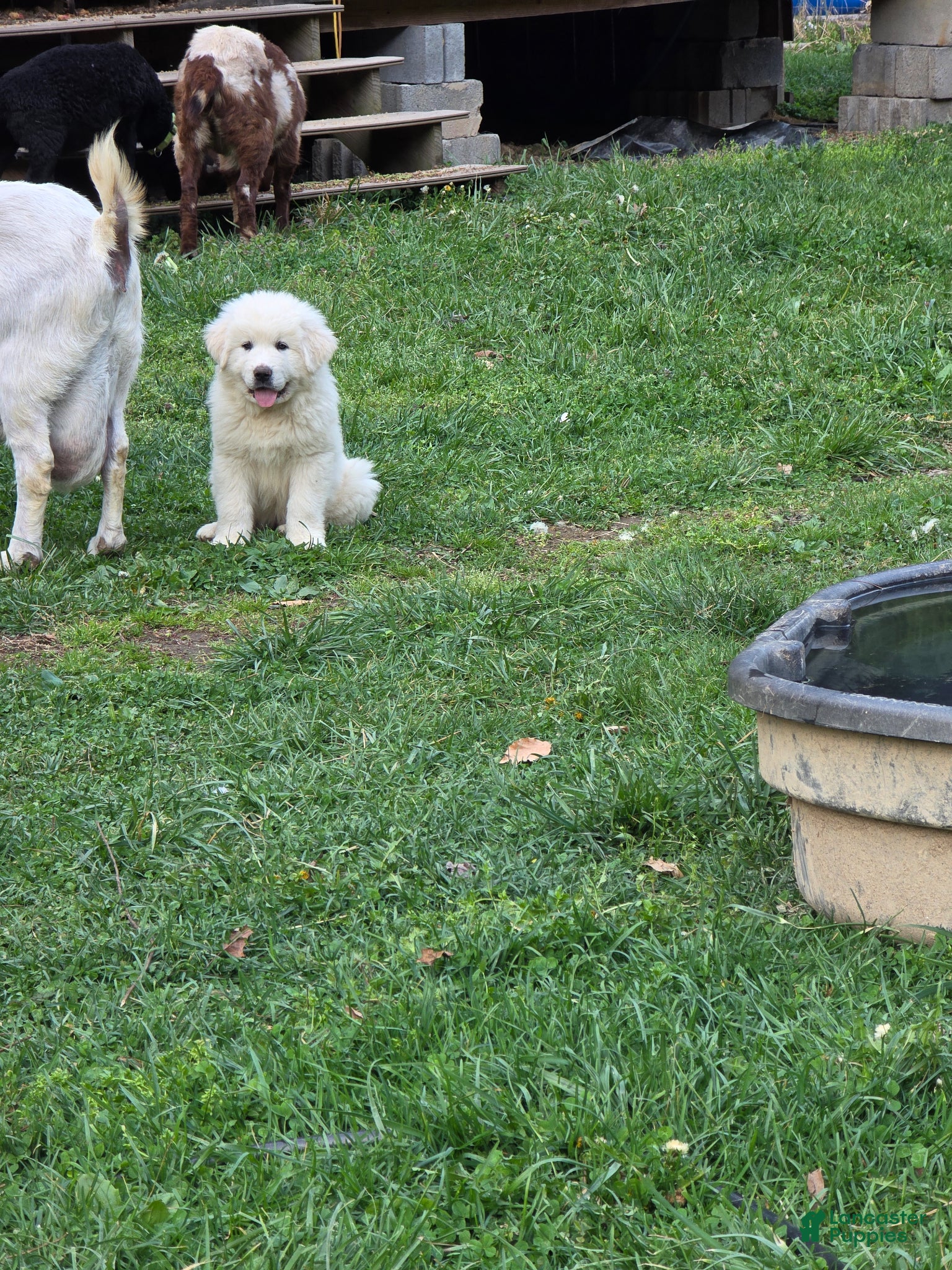 Great Pyrenees dogs Great Pyrenees Puppy 4 - Ad 11