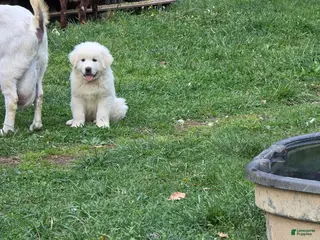 Great Pyrenees dogs Great Pyrenees Puppy 4 - Ad 4
