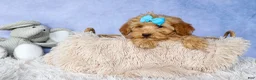 Havapoo dogs for sale: Eugene 💛🐾 - Ad 1