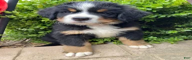 Smudge