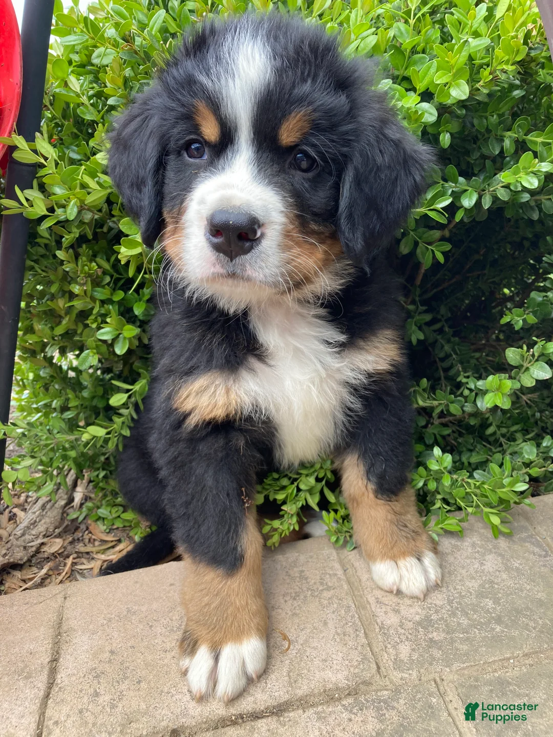 Bernese Mountain Dog dogs for sale: Smudge - Ad 1