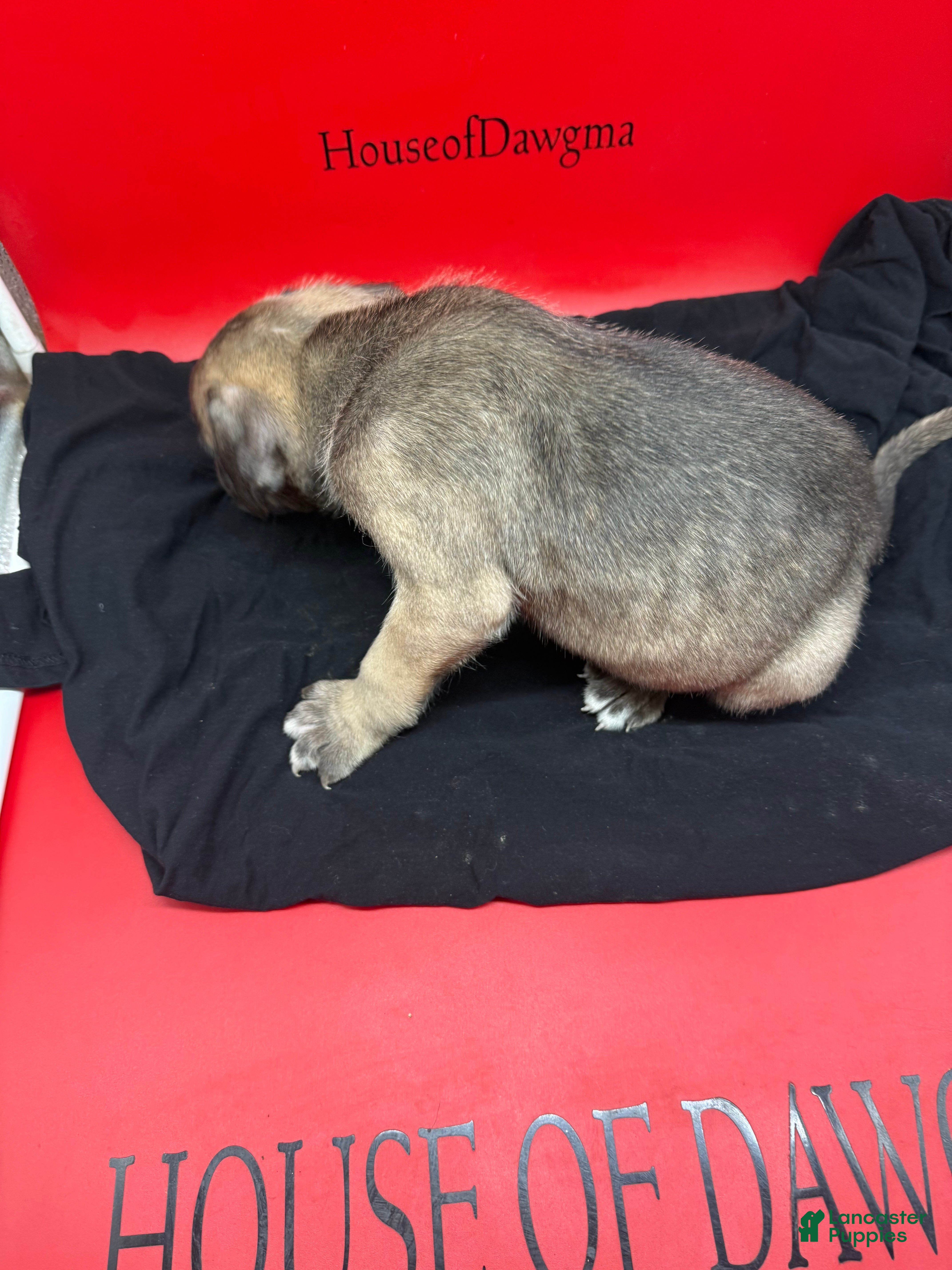 Cane Corso dogs Brutus - Ad 2