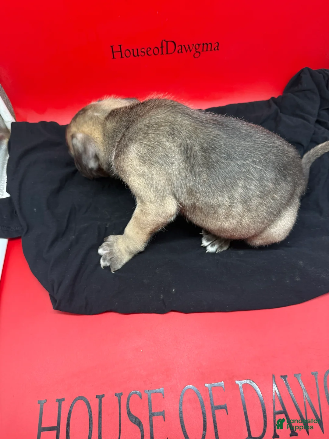 Cane Corso dogs for sale: Brutus - Ad 2
