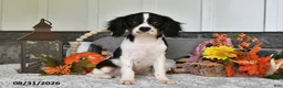 Cavalier King Charles Spaniel dogs for sale: Jaxon - Ad 4