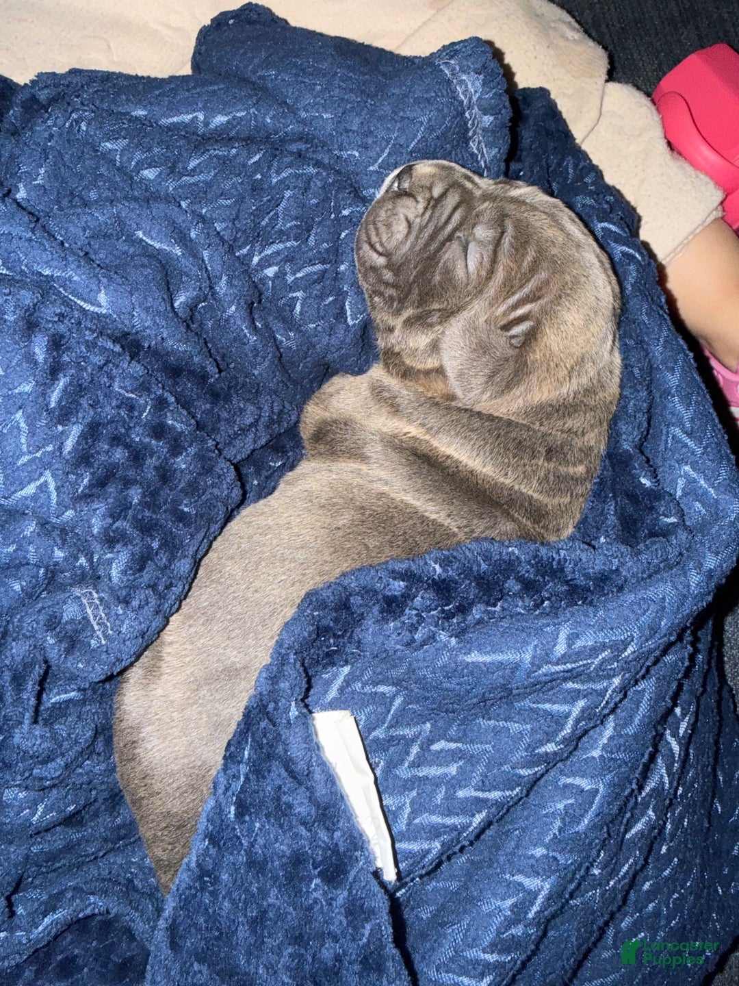 Cane Corso dogs for sale: Cane Corso Puppy 2 - Ad 2