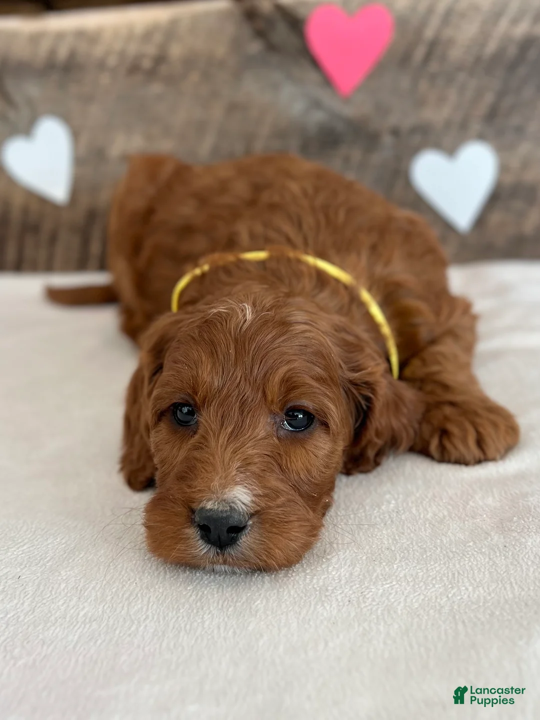 Irish Doodle dogs for sale: Daisy - Ad 4