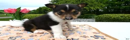 Welsh Corgi Pembroke dogs for sale: Puppy 9 Mia - Ad 2