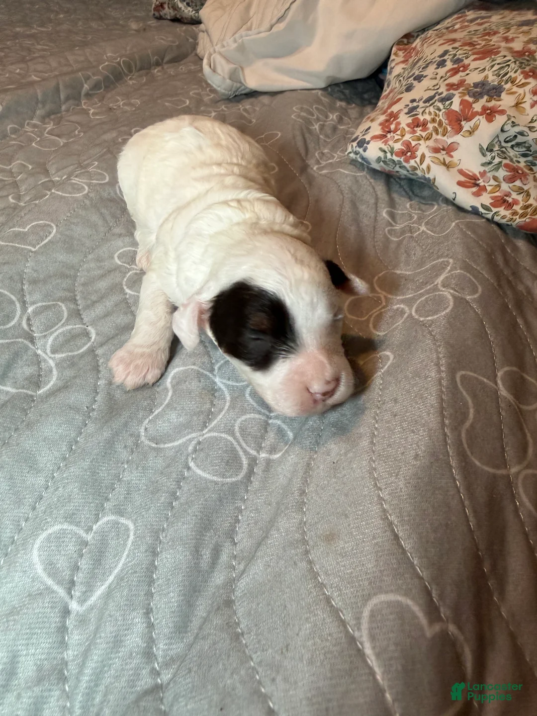 Toy Poodle dogs for sale: AKC Theodore  - Ad 2