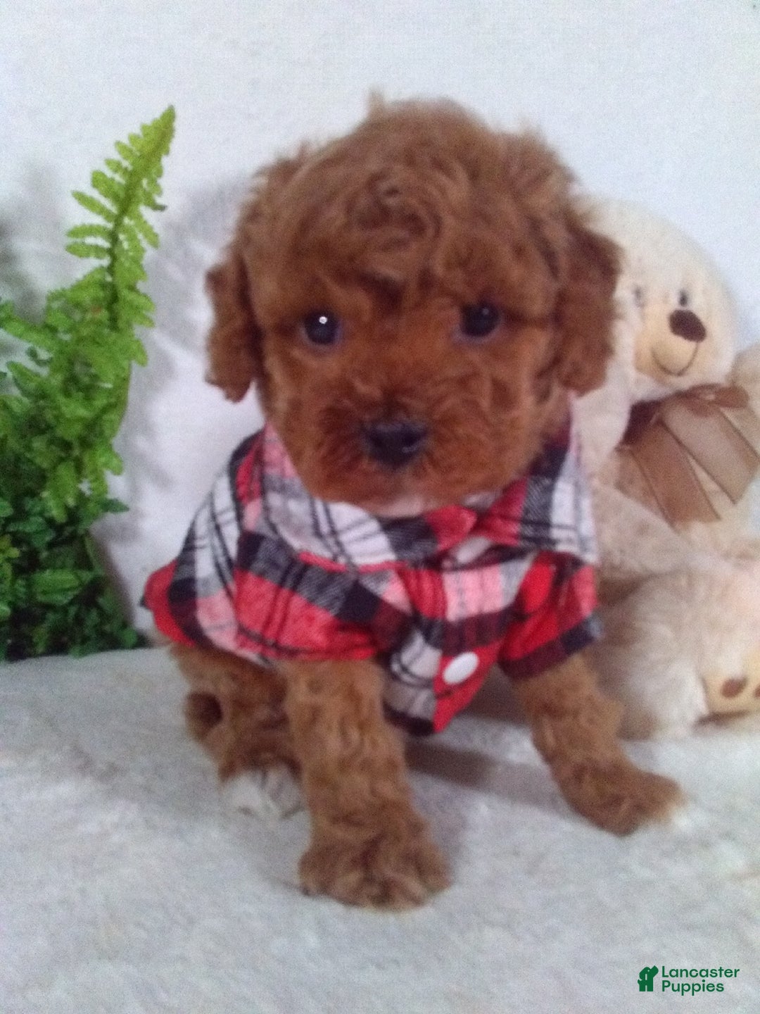 Cavapoo dogs for sale: Jasper - Ad 1