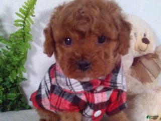 Cavapoo dogs Jasper - Ad 29
