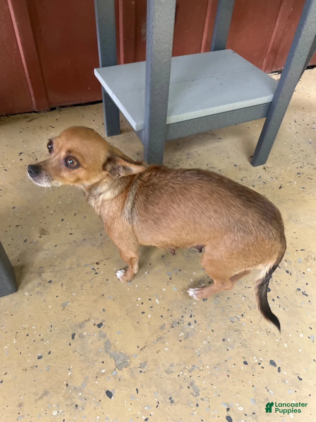 Chihuahua dogs for sale: Chihuahua 2 - Ad 6